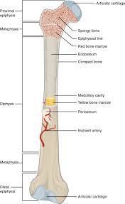 Long bones contain yellow bone marrow and red bone marrow, which produce blood cells. Long Bone Wikipedia