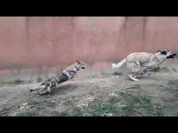 15 Aylik Kangal Yavrusu Aydan Aya Gelisim 15 Cz Wolf Vs Anatolian Shepherd Youtube Anatolian Shepherd Wolf Dogs