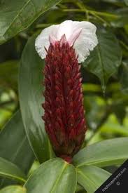 Find here details of companies selling cactus plants, for your purchase requirements. 51 Trinidad Plants Ideas Plants Planting Flowers Trinidad