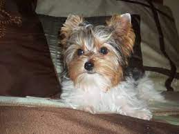 Maybe you would like to learn more about one of these? Parti Yorkies Pets And Animals For Sale Indiana
