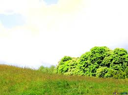 They feed on plankton and travel large distances to find enough food to sustain their huge size, and to reproduce. Download Free Picture Image For Profile Picture On The Cover Of Nature On Cc By License Free Image Stock Torange Biz Fx 19864