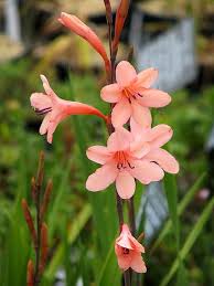 Image result for Watsonia