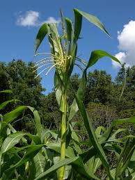 Image result for Zea mays