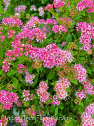 Image result for Spiraea japonica ´Little Princess