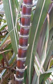 Image result for Saccharum