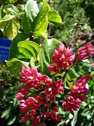 Image result for Clerodendrum lutambense