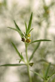 Image result for Vahlia dichotoma