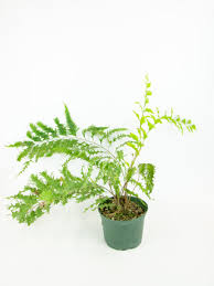 Image result for Drynaria volkensii