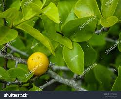 Image result for Ximenia americana