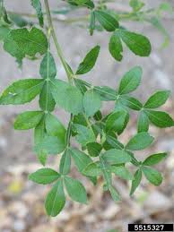 Image result for Blotiella crenata