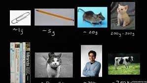 Converting 30 kg to lb is easy. Understanding Mass Grams And Kilograms Video Khan Academy