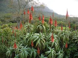 Image result for Aloe rulkensii