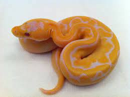 Lavender Champagne Morph List World Of Ball Pythons Ball Python Cute Reptiles Pretty Snakes