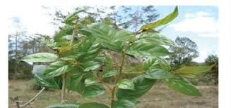 Image result for Rhamnus prinoides