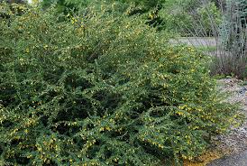 Image result for Vigna pygmaea