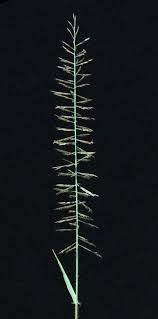 Image result for Pogonarthria