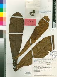 Image result for Magnistipula