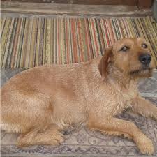 Image result for štýrský brakýř