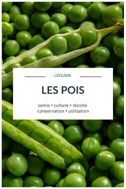 Pois Et Petits Pois Semer Cultiver Recolter Au Potager Potager Culture Petit Pois Planter Petit Pois