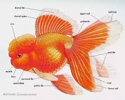 Will my goldfish get too big for the tank? How Do Goldfish Breathe Quora