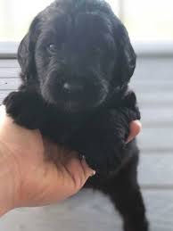 Maybe you would like to learn more about one of these? Mini Labradoodle Puppies Black Labradoodle Mini Doodle Dogs Black Labradoodle Puppy Mini Labradoodle Puppy Labradoodle Puppy
