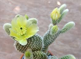 Remove the crinkle paper carefully and try to use gloves to be extra. Opuntia Microdasys Bunny Ears