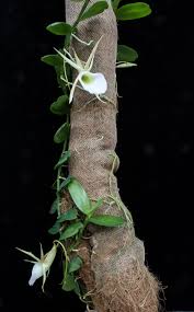 Image result for Angraecum infundibulare