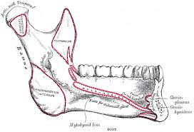Image result for Jaw Dislocation