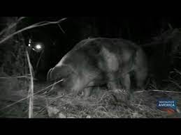 This is a list of villains and the monsters they (may have) portrayed. Is This Captured Beast The Elusive Hogzilla Mountain Monsters Youtube
