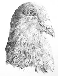 Pin Van Racing Pigeon Sport Op Pencil Portraits Dieren Kraai Tekenen