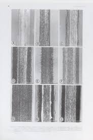 Image result for Dicliptera hensii