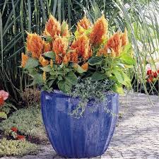 Image result for Celosia elegantissima