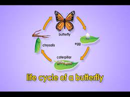 Zapatos, zapatillas, ropa y accesorios para hombre y mujer. Life Cycle Of A Butterfly Metamorphosis Metamorphosis Song Jack Hartmann Youtube