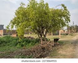 Image result for Ficus virens