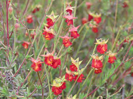 Image result for Hermannia floribunda