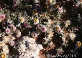 Image result for Helichrysum argyrosphaerum