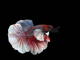Betta fish, also known as siamese fighting fish, are very common with beginner aquarists. Male Halfmoon Betta On Black Background Siamese Fighting Fish Is Stock Photo Crushpixel