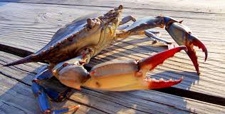 The State of the Bay's Blue Crab Fishery - Chesapeake Bay Foundation
