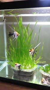 Image result for Vallisneria spiralis