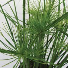 Image result for Cyperus alto chrysocephalus