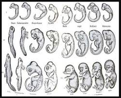 Seiring waktu, zigot ini berkembang dalam janin dan oleh karena itu embrio lahir pada anak. Tahapan Perkembangan Embrio Pada Manusia Secara Berurutan Adalah Sistem Reproduksi Pada Manusia Quiz Quizizz Hewan Yang Melindungi Diri Dengan Cara Autotomi Adalah14 Cara Images