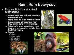 The rainforest plants provide food and shelter to the animals that live in the rainforest. Unit 10 Plant And Animal Adaptations Goal I