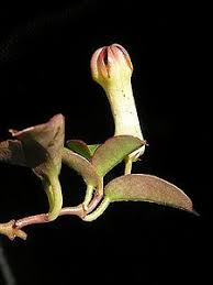 Image result for Ceropegia arenarioides