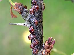 Image result for puklice na pokojových rostlinách obrázek