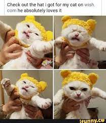 Check Out The Hat I Got For My Cat On Wish Com He Absolutely Loves It Ifunny Cat Quotes Funny Funny Baby Quotes Funny Cat Memes