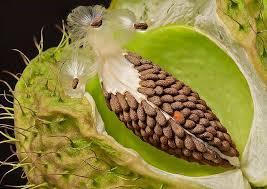 Asclepias Physocarpa Fruit Seeds Plant Fungus Asclepias