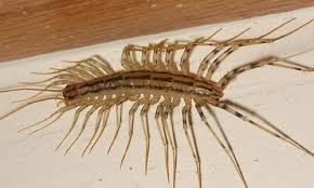 Le Scutigere Solitamente Vivono In Ambienti Freschi E Umidi Sotto Grosse Pietre Legna E Cumuli Di Compost Ecco L Insetto Di Casa Am Insetti Millepiedi Cimici