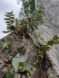 Image result for Calyptrochilum