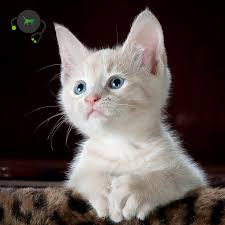 Lihat ide lainnya tentang jaehyun nct, selebritas, gadis uzzlang. Fcv Feline Calicivirus Katze Genimal Biotechnologies
