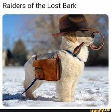 Raiders Of The Lost Bark Cute Dogs Funny Animal Pictures Cute Funny Animals